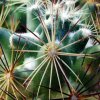31 _Coryphantha_ pseudonickelsae _09